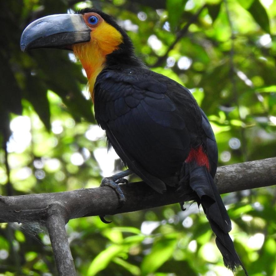 Arua Observacao De Vida Silvestre Praia do Forte Luaran gambar